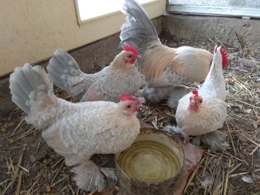  - Mii de flori isabel