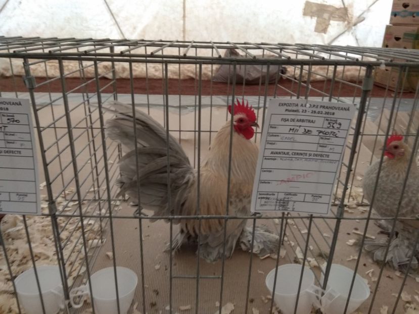  - Mii de flori isabel