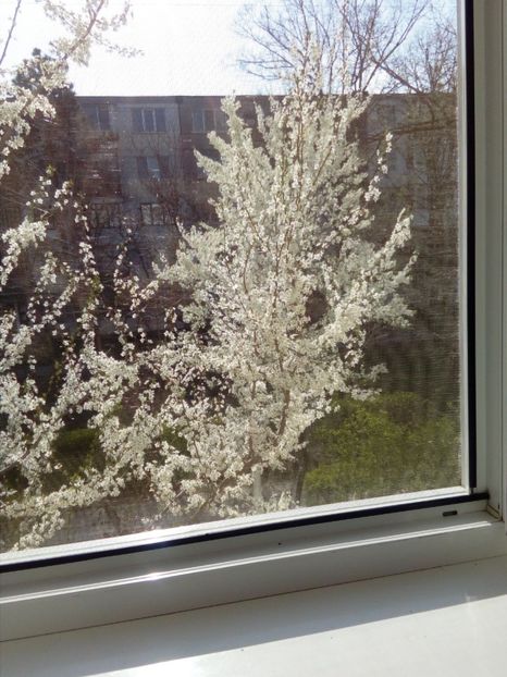 31 martie 2017 - 3 Eu si florile mele