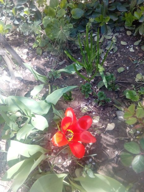 Grădinița mea - 31 martie 2017 - 3 Eu si florile mele