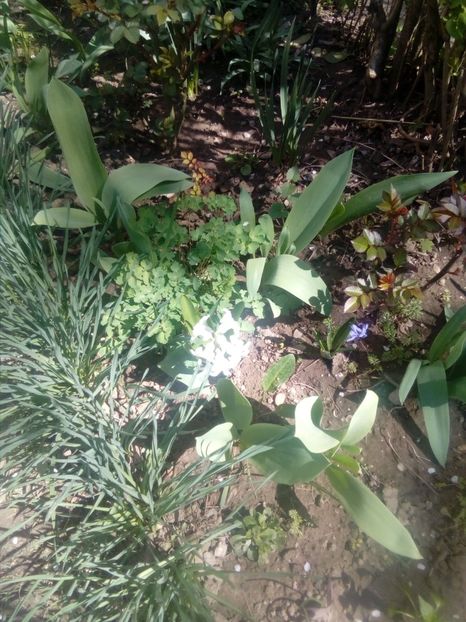 Grădinița mea - 31 martie 2017 - 3 Eu si florile mele