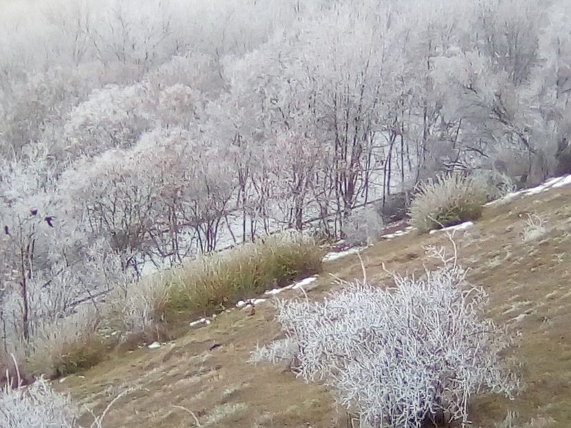 28 ianuarie 2018 - 3 Eu si florile mele