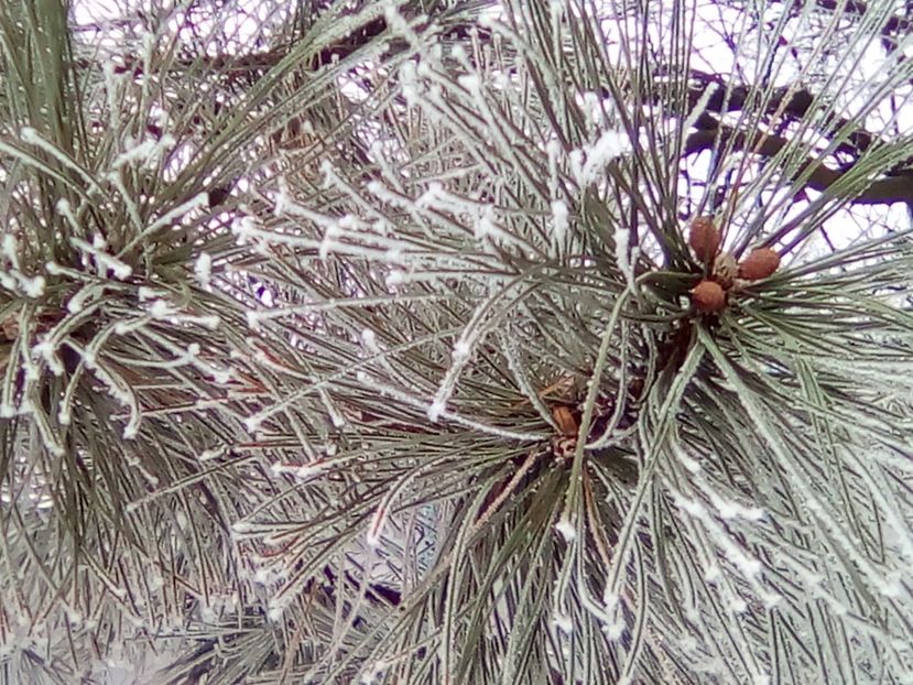 28 ianuarie 2018 - 3 Eu si florile mele