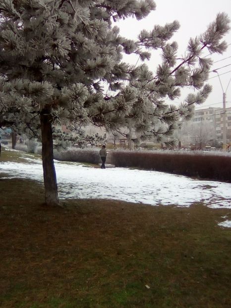  - 3 Eu si florile mele