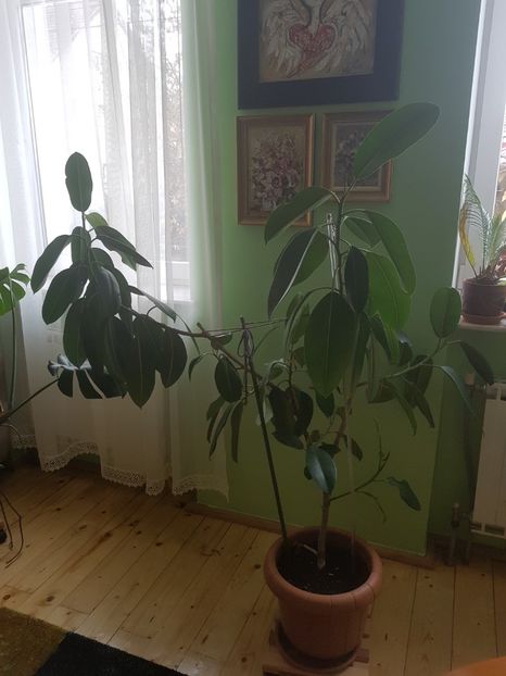 Ficus elastica - Alte plante de interior