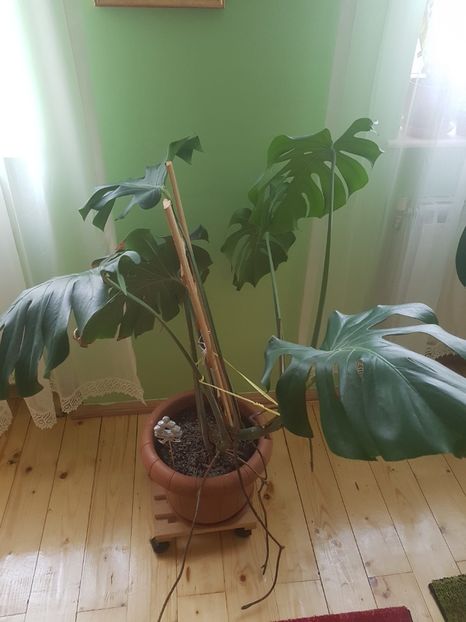 Monstera deliciosa - Alte plante de interior