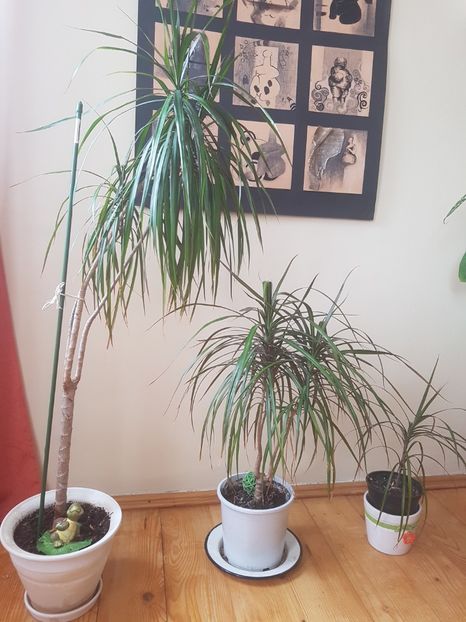 Trio - Dracaena