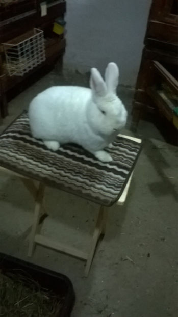 mascul 1 - Masculii de vanzare