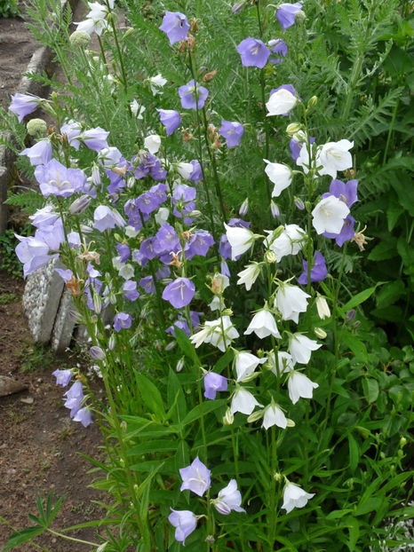  - Campanula