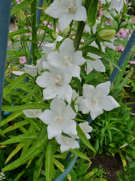  - Campanula