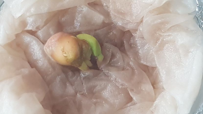 Dupa 11 zile - 2018 Germinare lamai Samanta 1