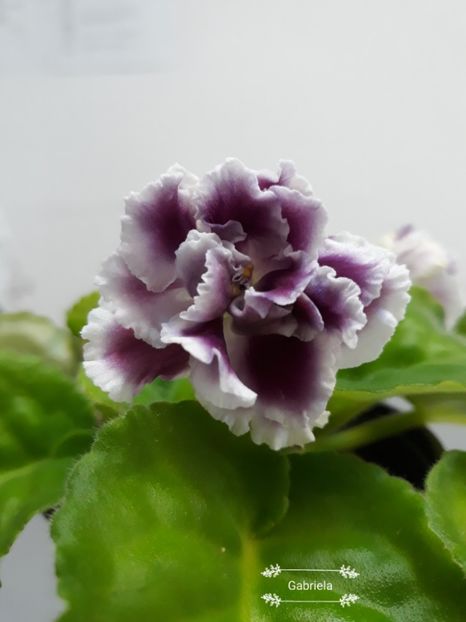  - Rs Gertsoginea - Rs Duchess