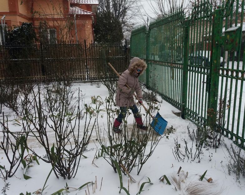 curatatul aleelor de zapada .. :) - 2018 plantele mele