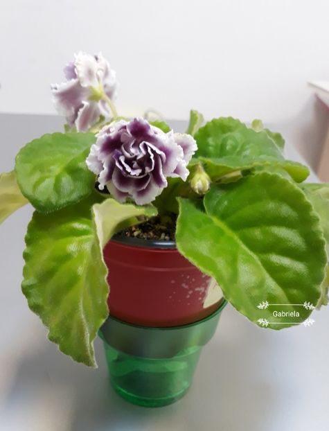  - Rs Gertsoginea - Rs Duchess