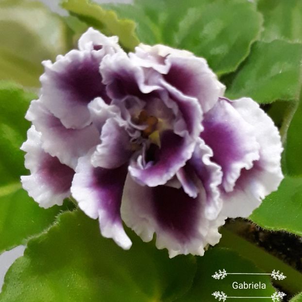  - Rs Gertsoginea - Rs Duchess