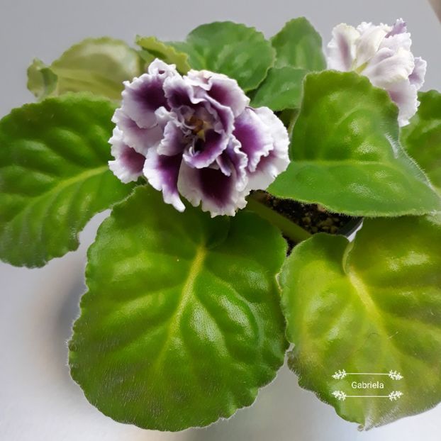  - Rs Gertsoginea - Rs Duchess