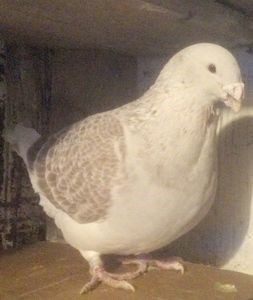 110333044_PHBNLCG3 - - A - CRESCATOR POLIVALENT