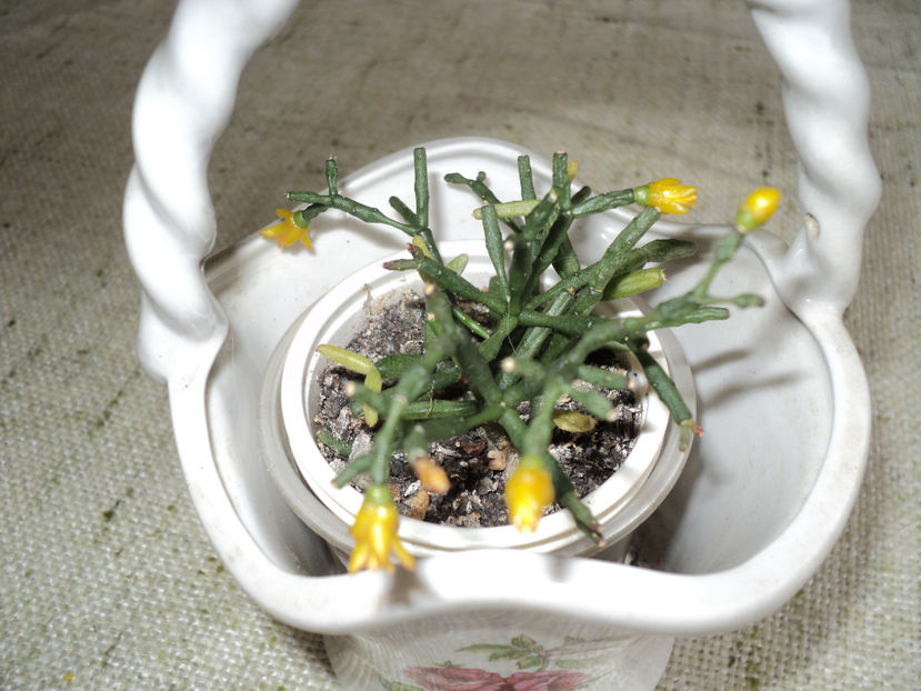 febr.2018 - RHIPSALIDOPSIS -Hatiora -Schlumbergera