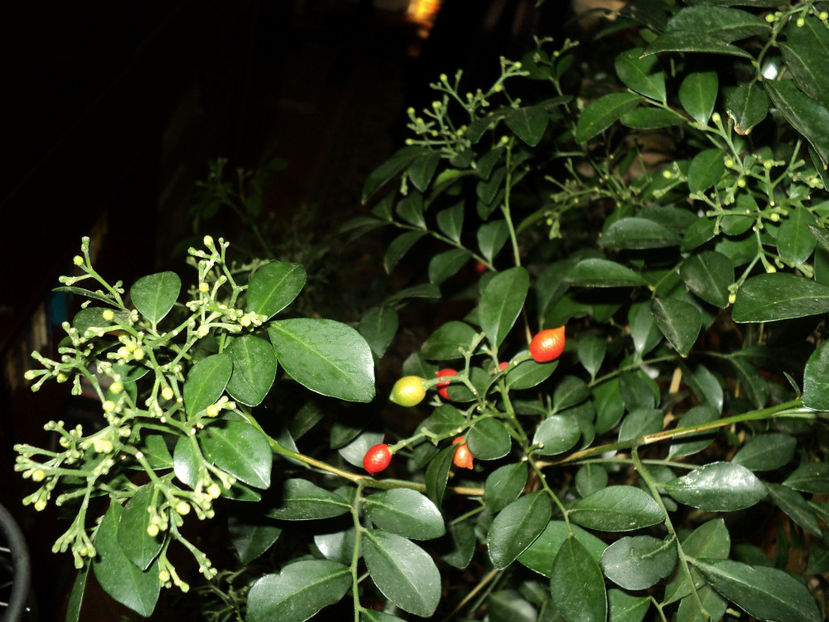 avem si fructe... - MURRAYA