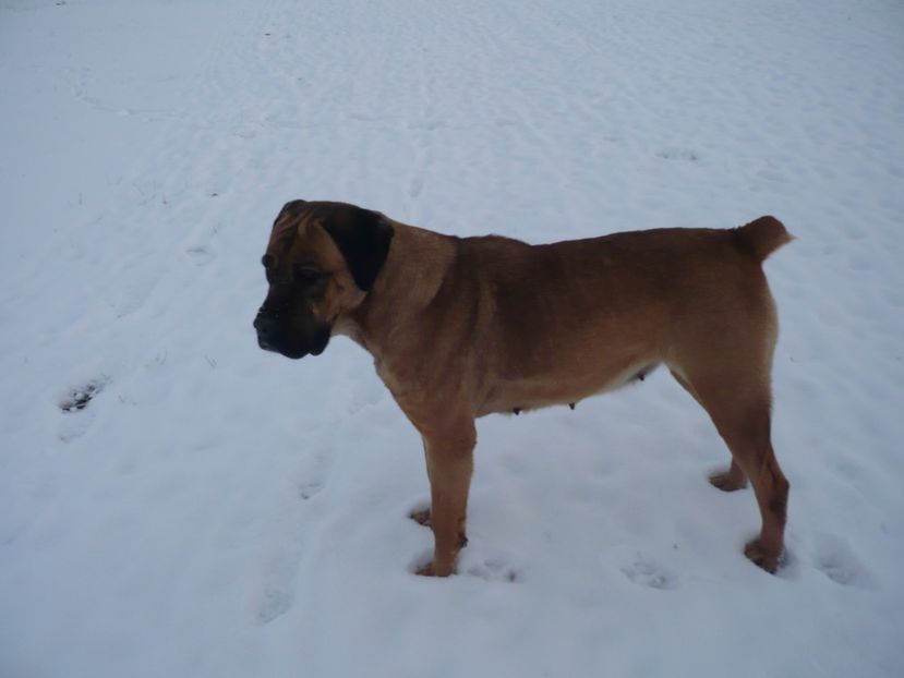  - CAINII MEI DE PAZA