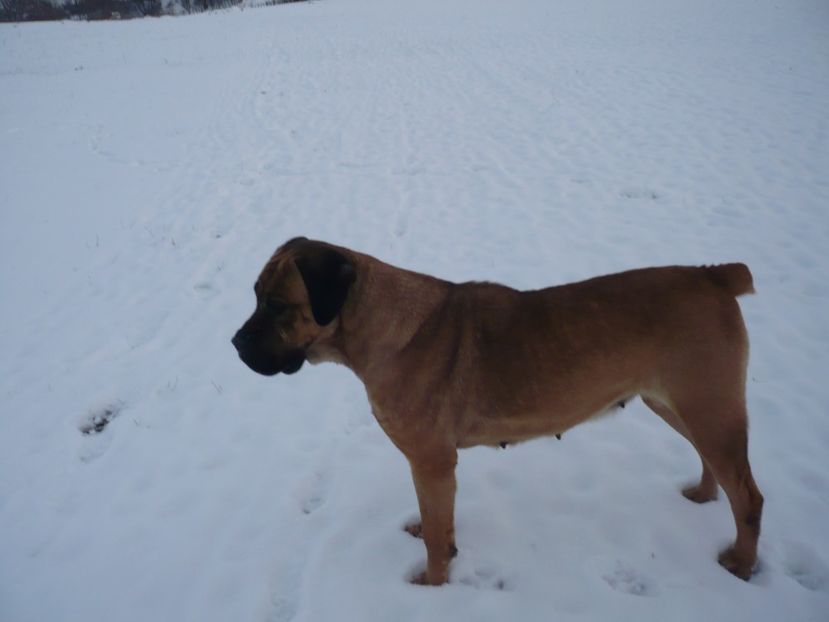  - CAINII MEI DE PAZA