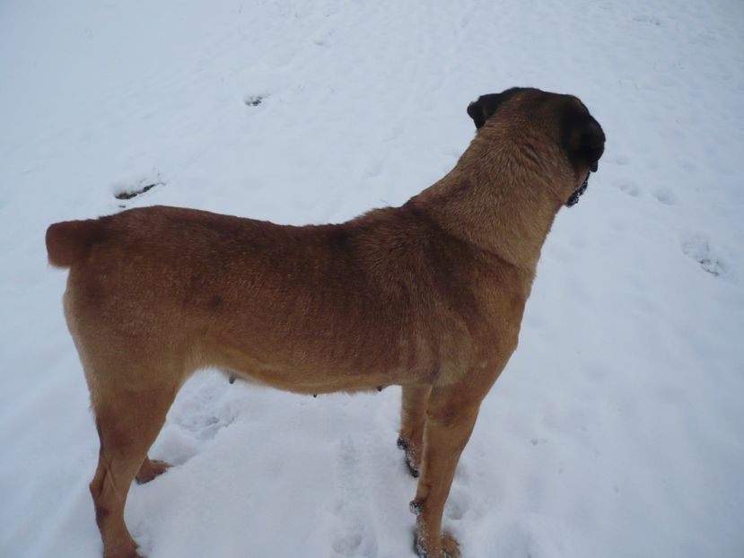  - CAINII MEI DE PAZA