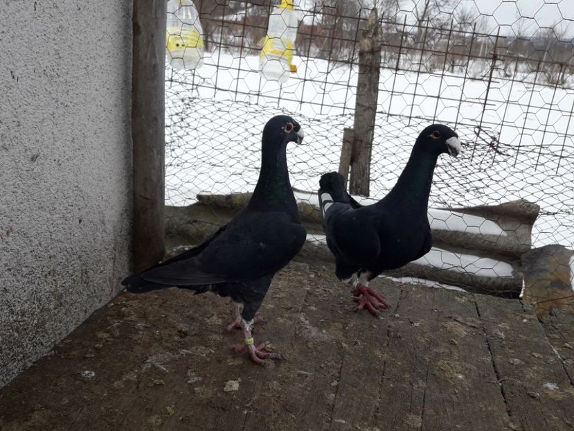  - Porumbei Germani de Frumusete