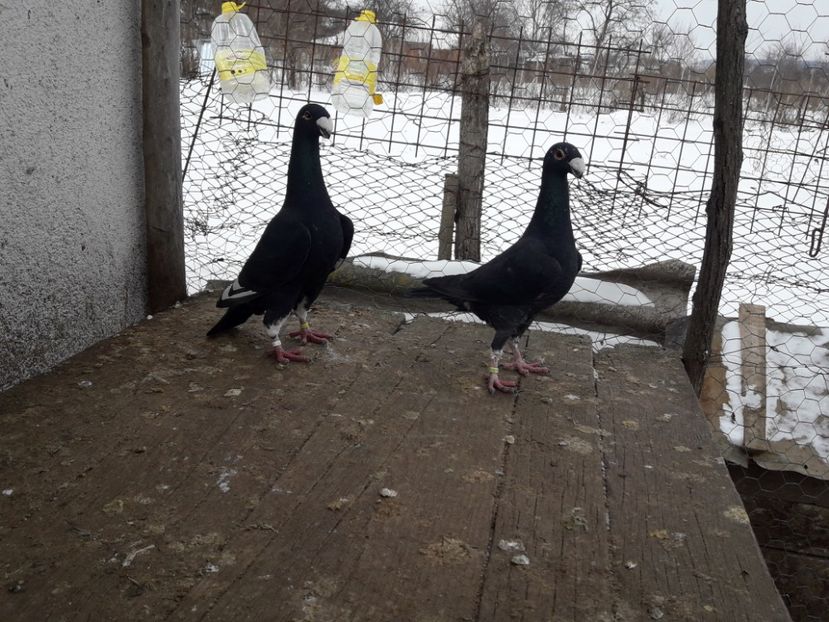  - Porumbei Germani de Frumusete