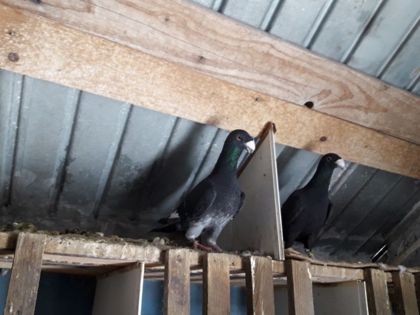  - Porumbei Germani de Frumusete