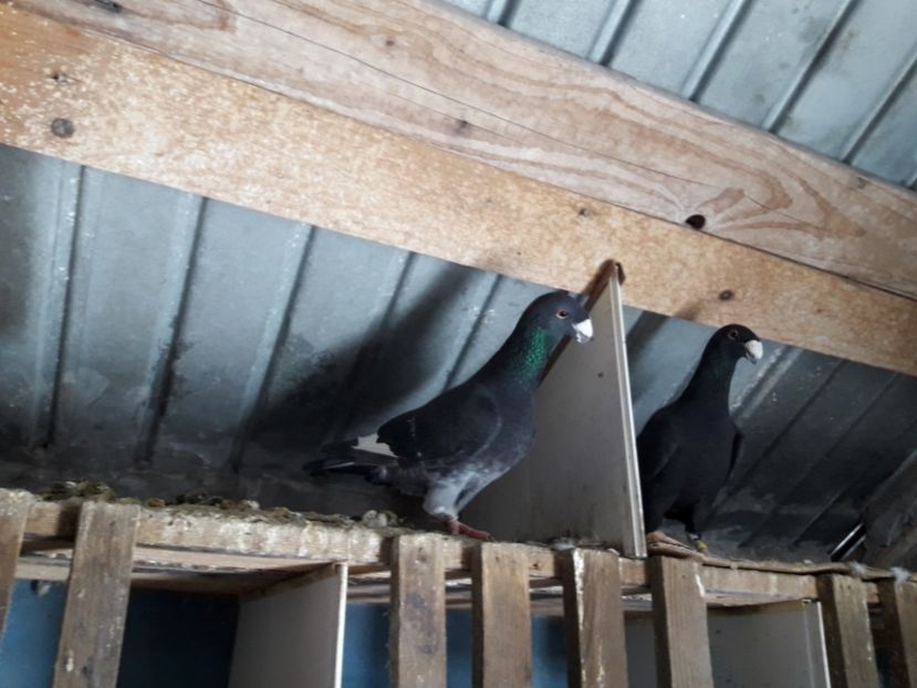  - Porumbei Germani de Frumusete