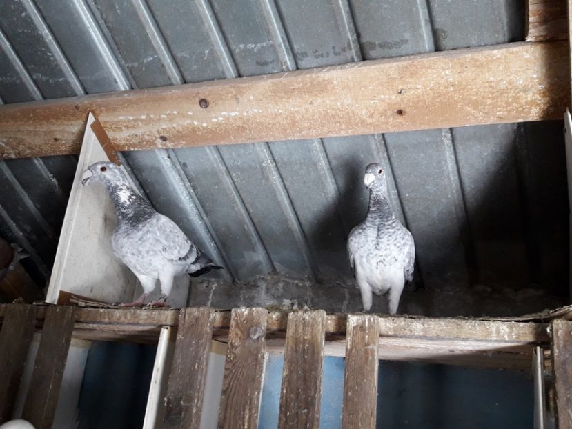  - Porumbei Germani de Frumusete