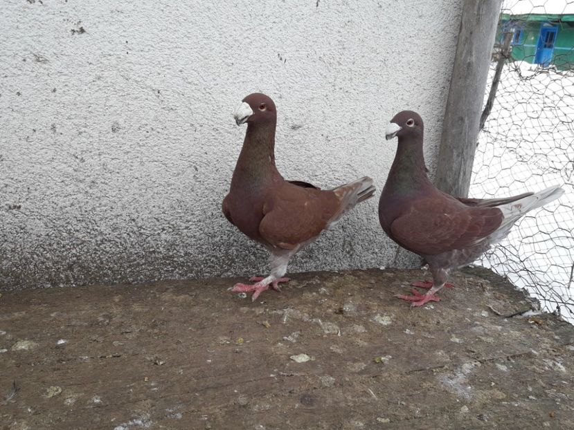  - Porumbei Germani de Frumusete