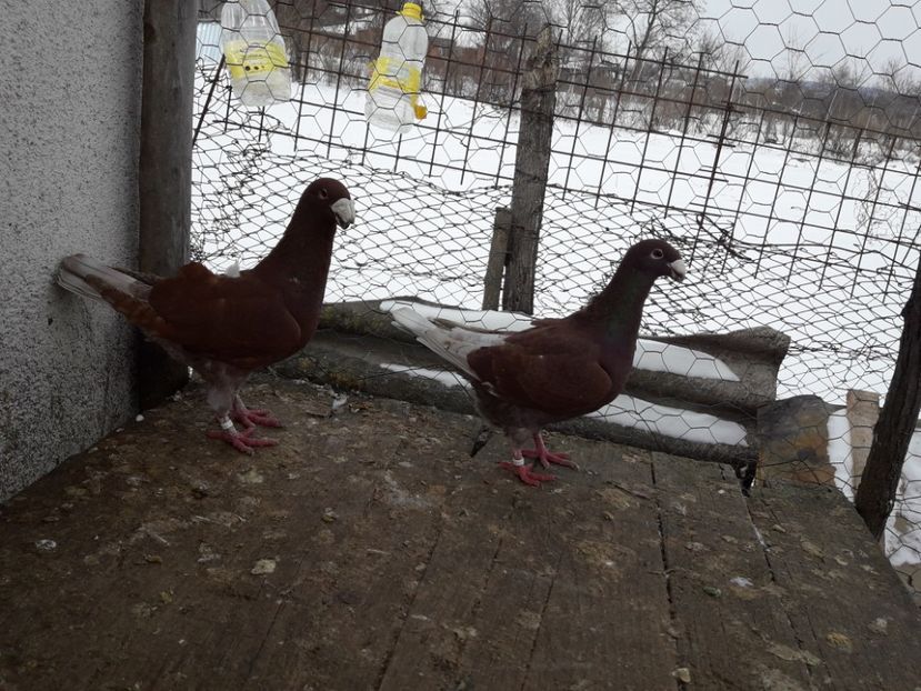  - Porumbei Germani de Frumusete