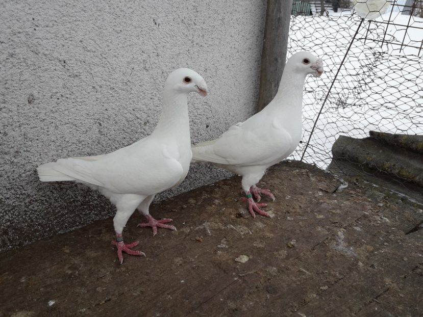  - Porumbei Germani de Frumusete