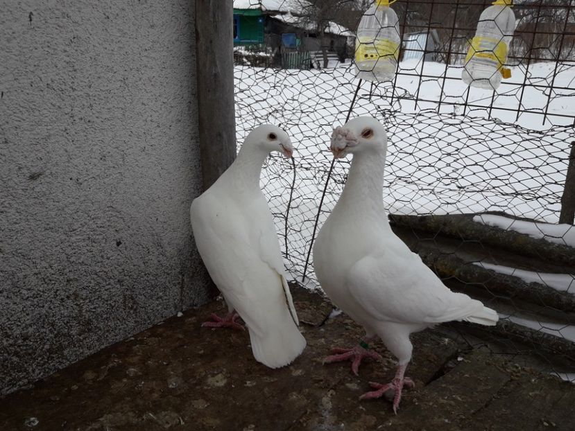  - Porumbei Germani de Frumusete