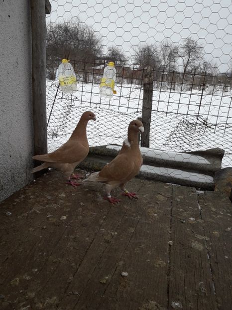  - Porumbei Germani de Frumusete