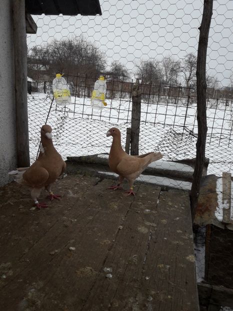  - Porumbei Germani de Frumusete