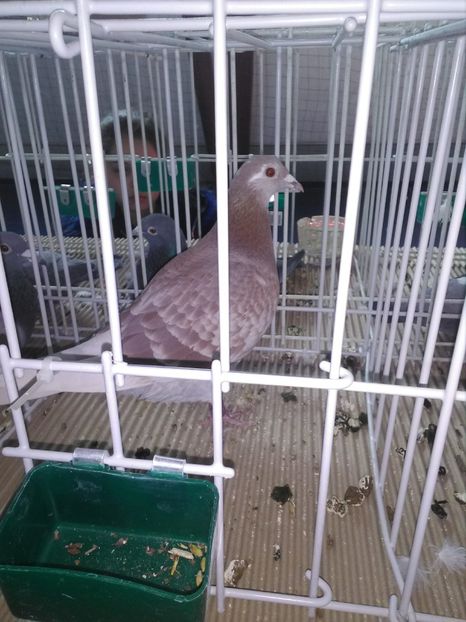 28171065_1580785645374808_1702320490_o - rezultate 2015 2016-2017