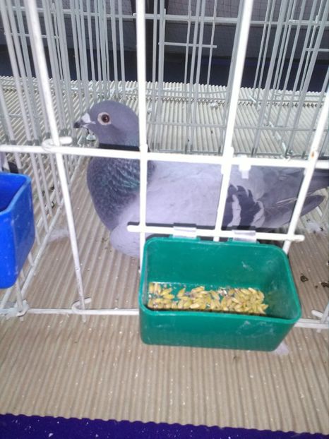 28207638_1580783952041644_452453865_o - rezultate 2015 2016-2017