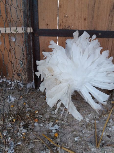 Mascul voltat indian - voltati