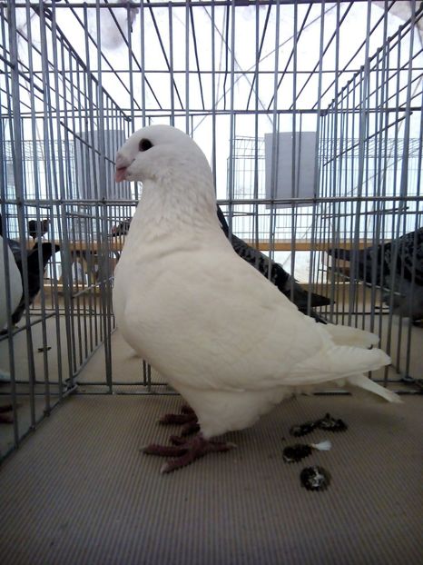  - Expo Ploiesti 2018