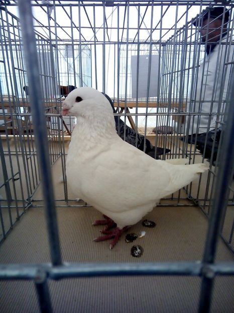  - Expo Ploiesti 2018