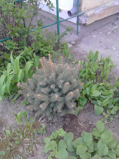  - 4 Picaturi de timp