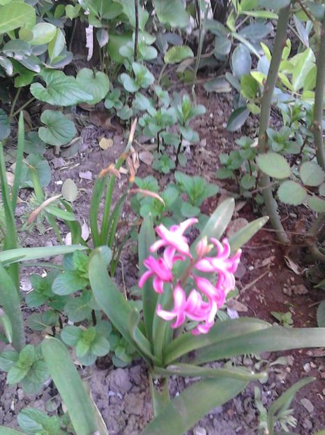  - 4 Picaturi de timp