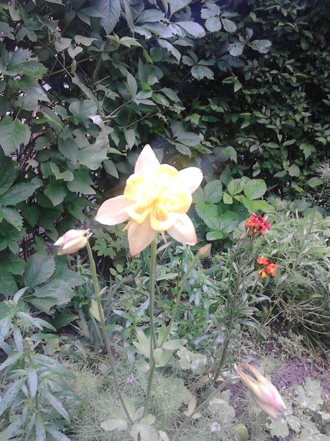  - 4 Picaturi de timp