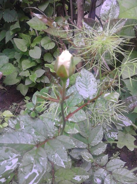  - 4 Picaturi de timp