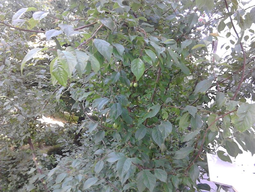  - 4 Picaturi de timp