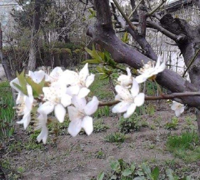 received_958692244180375 - 4 Picaturi de timp