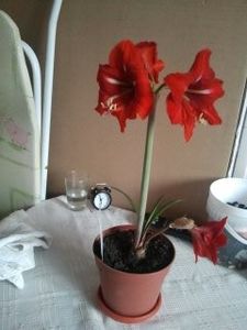  - 4 Picaturi de timp