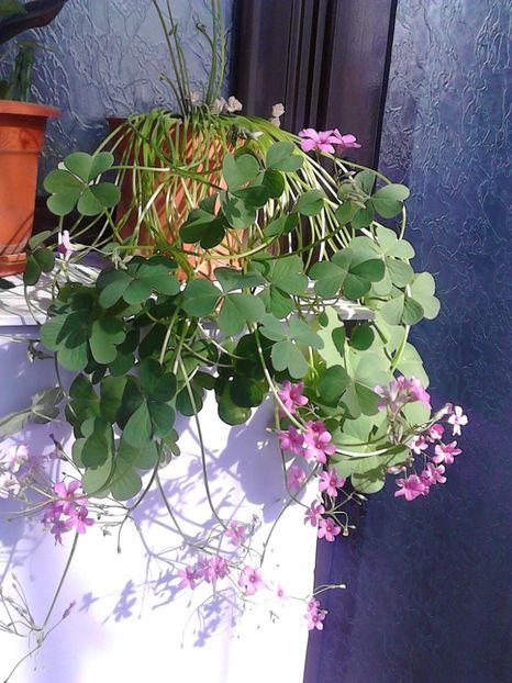  - 4 Picaturi de timp